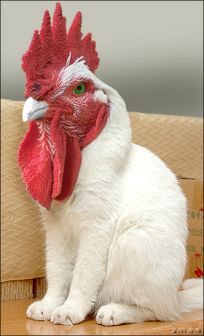 chat,poule