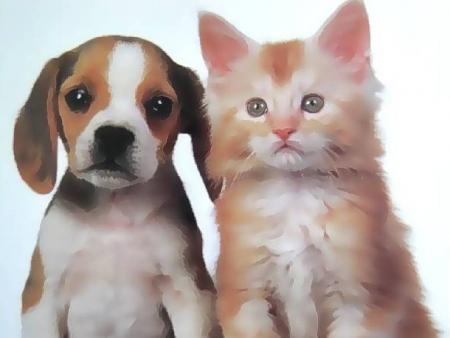 chien et chat