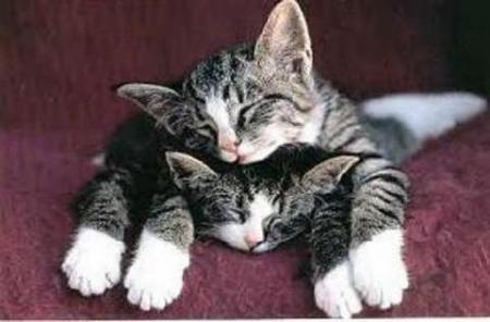 chaton