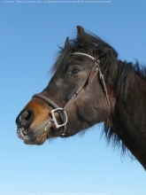 cheval